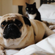 Illustration for article titled What Animals Are Allowed to Sleep in Your Bed?